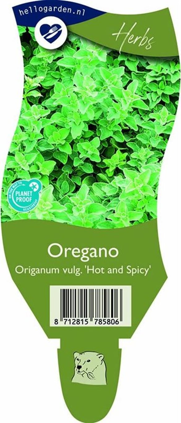 Origanum vulg. 'Hot Spicy' - P11